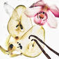 Calvin Klein Nude Vanilla Hair & Body Perfume Mist - image 3