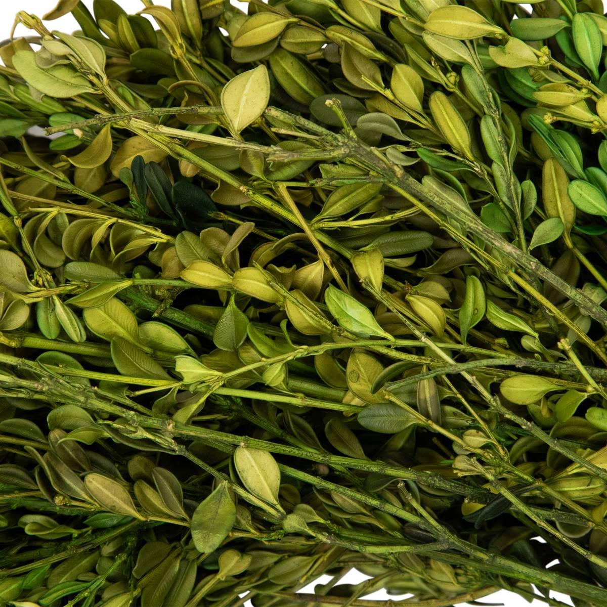 Northlight Seasonal 15in. Artificial Green Foliage Spring Wreath