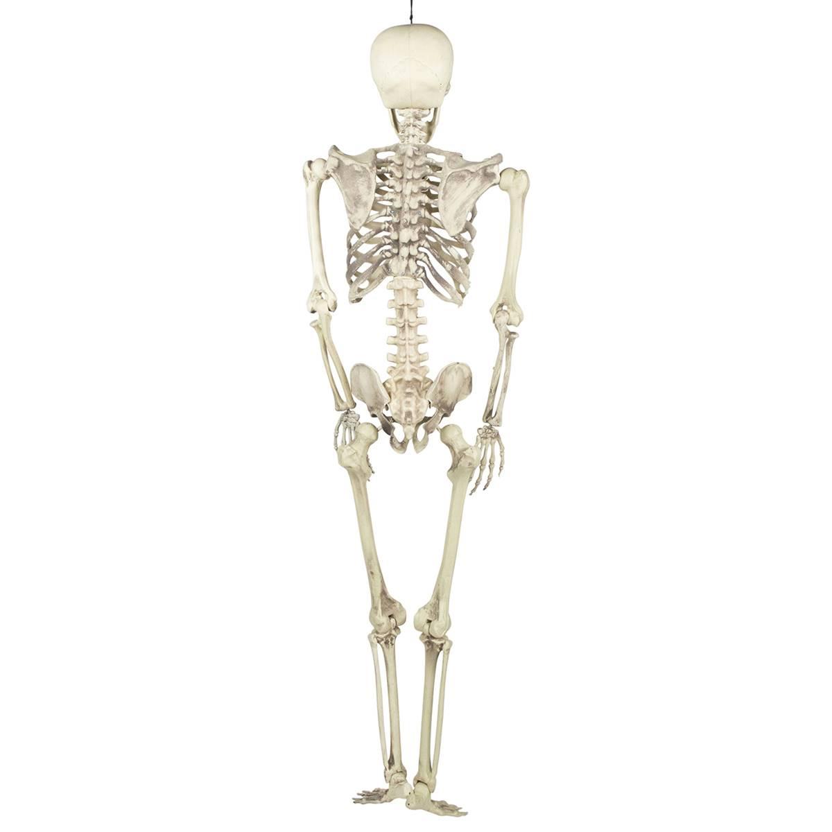 Northlight Seasonal 5ft. Life Size Skeleton Halloween Decoration