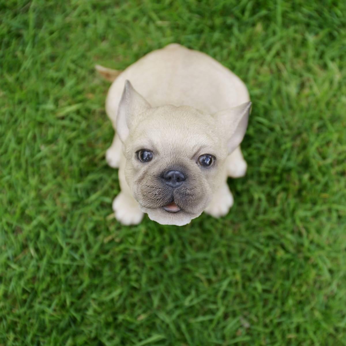 Hi-Line Gift Howling French Bulldog Puppy Garden Statue