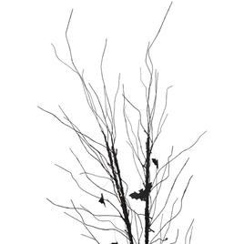 Northlight Seasonal 50in. LED Halloween Branch Tree w/ Bats
