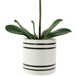 Northlight Seasonal Real Touch™ Artificial Orchids Potted Plant
