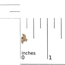 Haus of Brilliance 10kt. Gold 1/10ctw. Diamond Leaf Stud Earrings