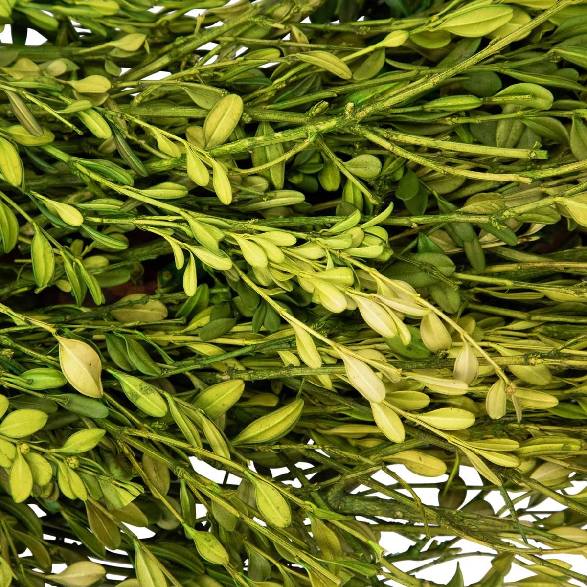 Northlight Seasonal 20in. Artificial Green Foliage Spring Wreath