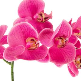 Northlight Seasonal Real Touch™ Artificial Orchids Potted Plant