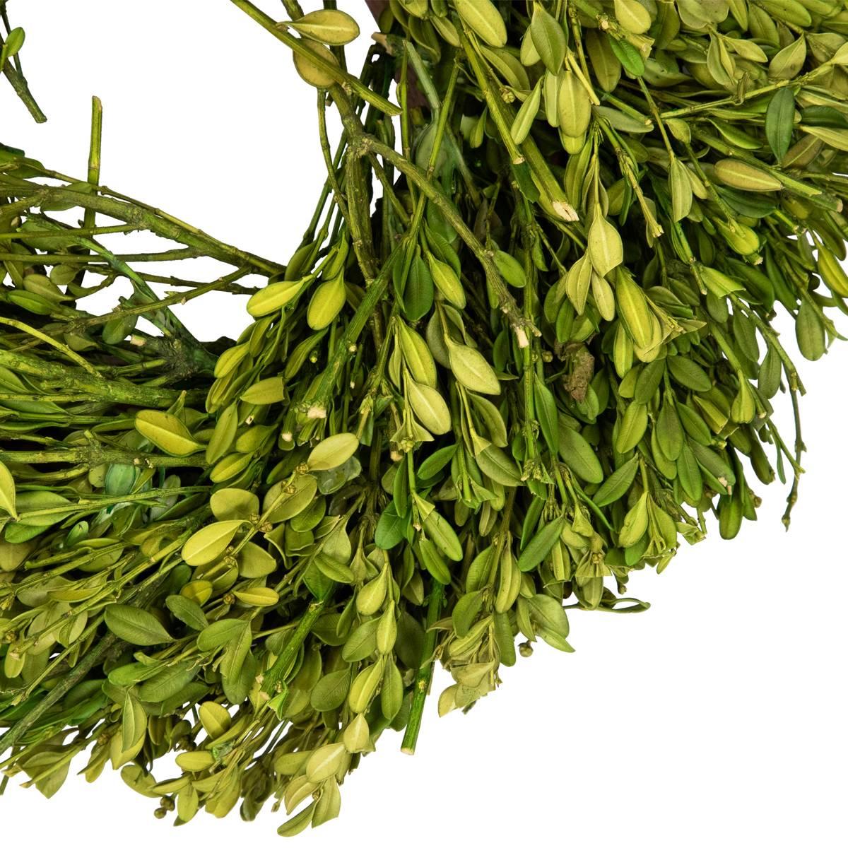 Northlight Seasonal 10in. Artificial Green Foliage Spring Wreath