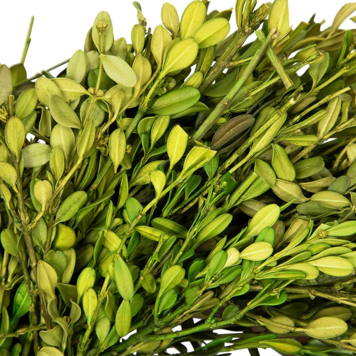 Northlight Seasonal 10in. Artificial Green Foliage Spring Wreath