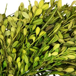 Northlight Seasonal 10in. Artificial Green Foliage Spring Wreath