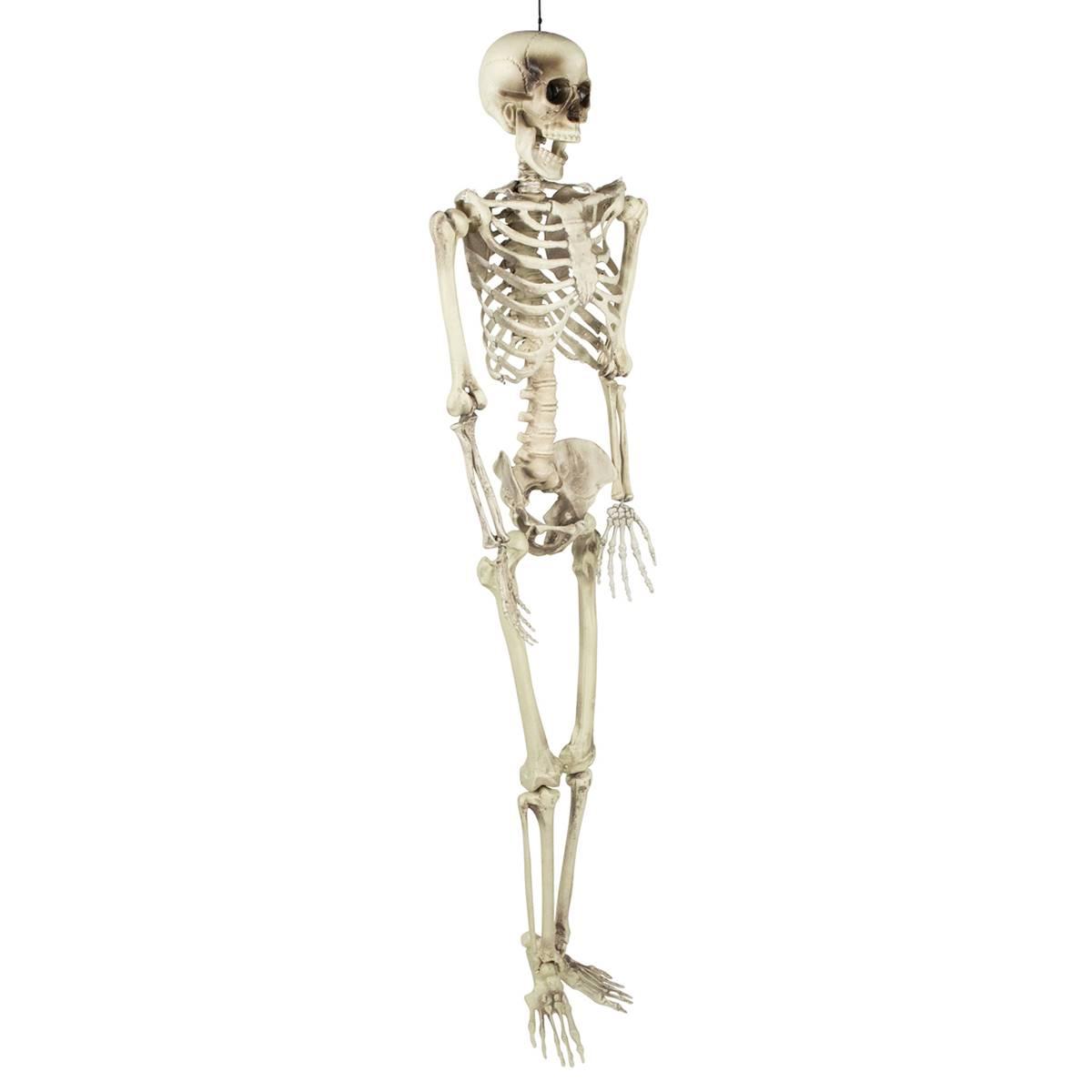 Northlight Seasonal 5ft. Life Size Skeleton Halloween Decoration